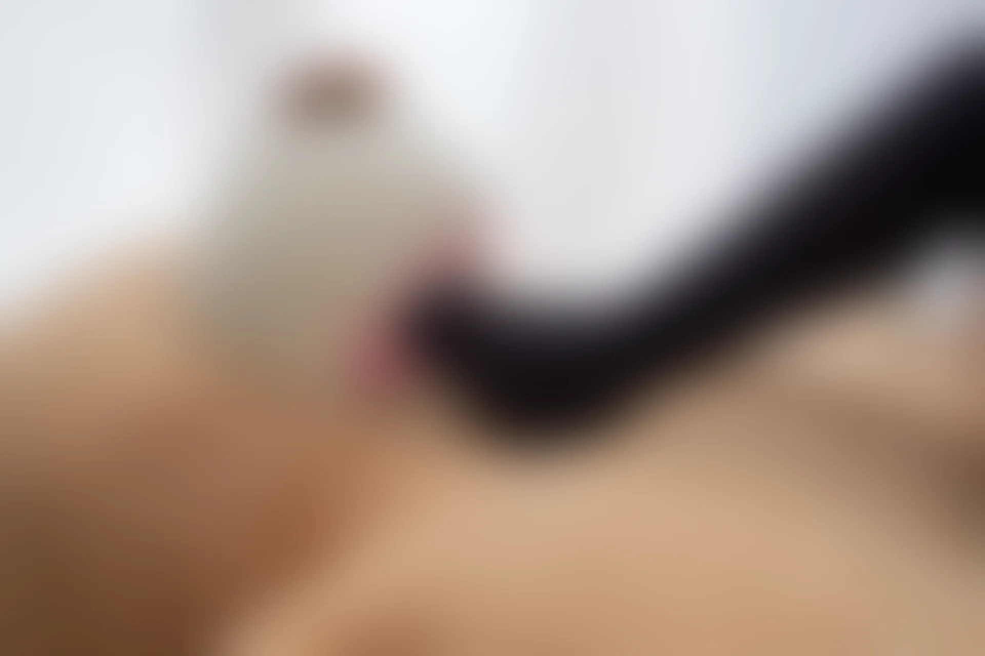 喵写真 R15-002 [90P1V-767M]可爱, 喵写真, 美腿, 黑丝