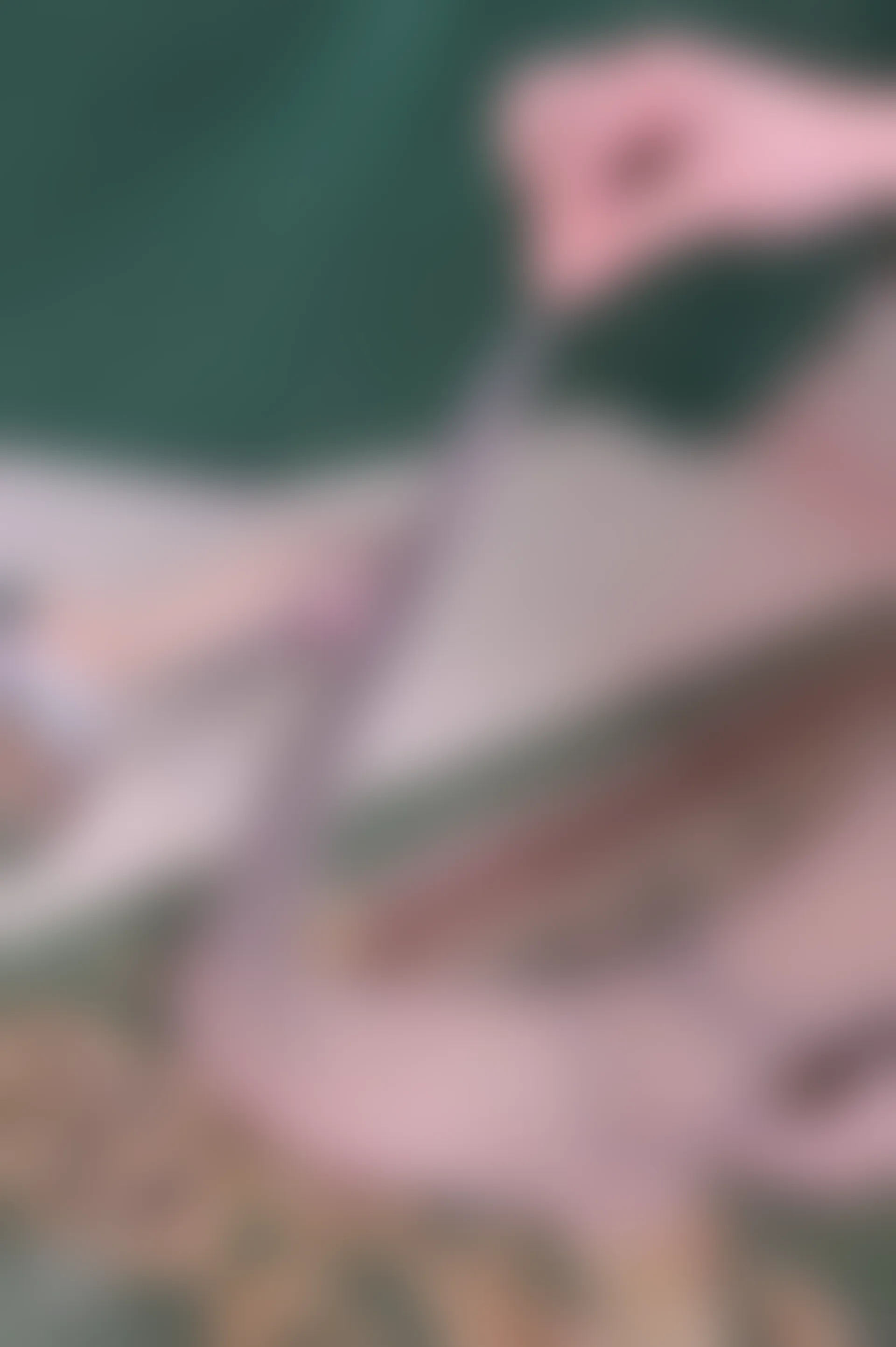 SSA丝社 超清写真 NO.100 大大 腿模大大妩媚脱丝特写[166P-1.71GB]