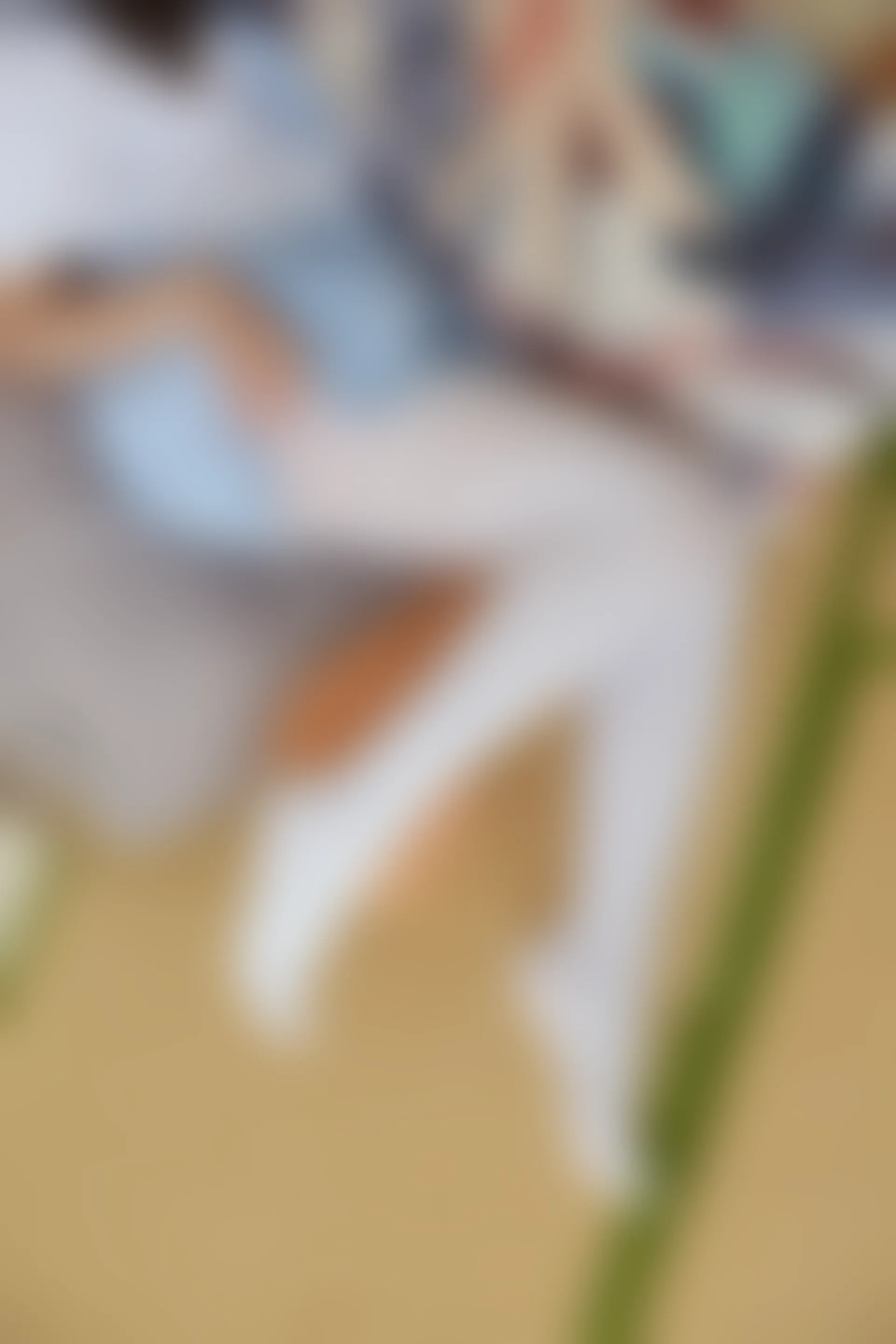 森萝财团 FREE-006 [49P-282M]校服, 森萝财团, 白丝, 黑丝