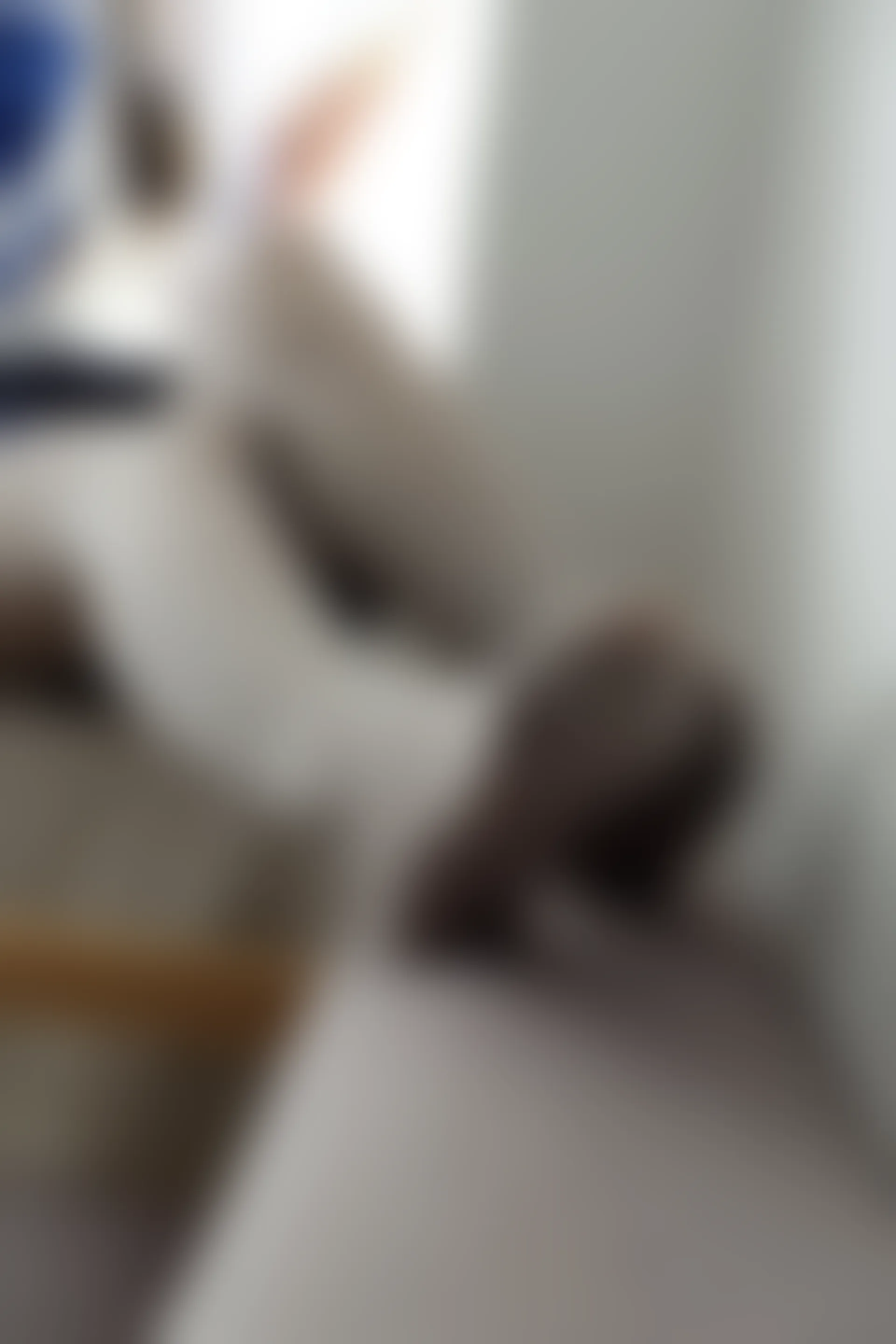 喵写真 VOL-015 [70P-502M]可爱, 喵写真, 学生装, 白丝, 美腿