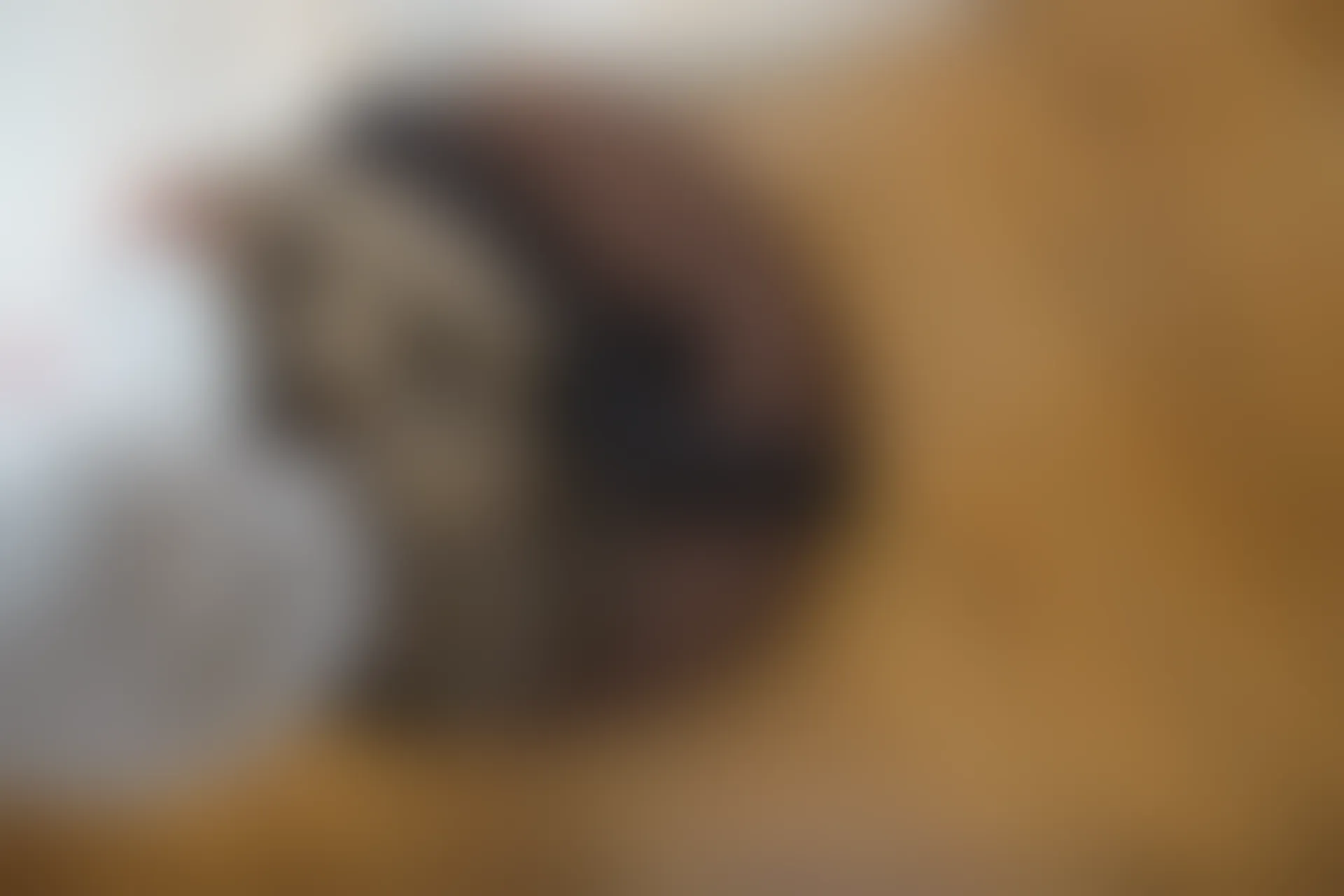 喵写真 R15-005 [80P1V-969M]可爱, 喵写真, 学生装, 美腿, 黑丝