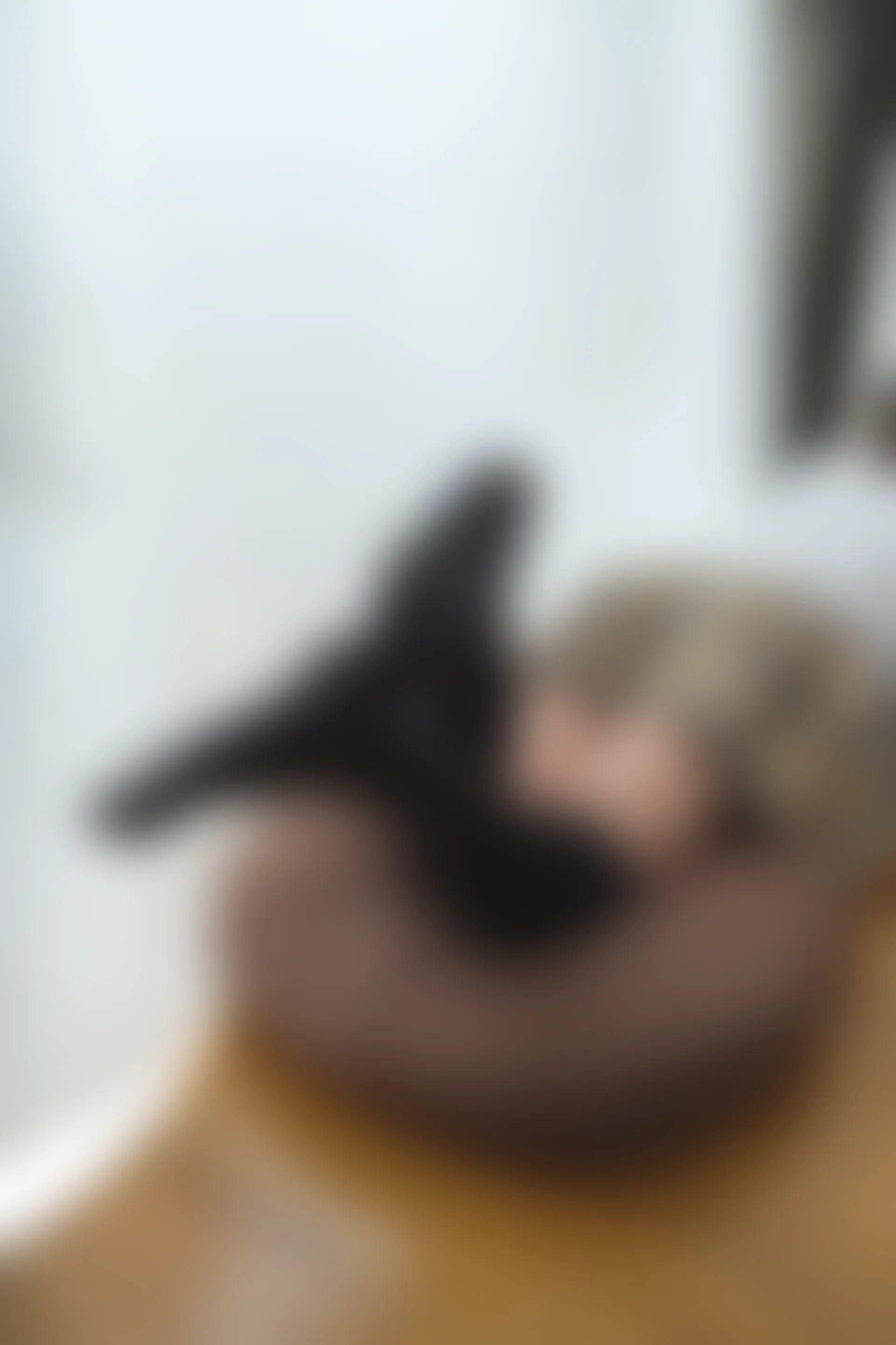 喵写真 R15-005 [80P1V-969M]可爱, 喵写真, 学生装, 美腿, 黑丝