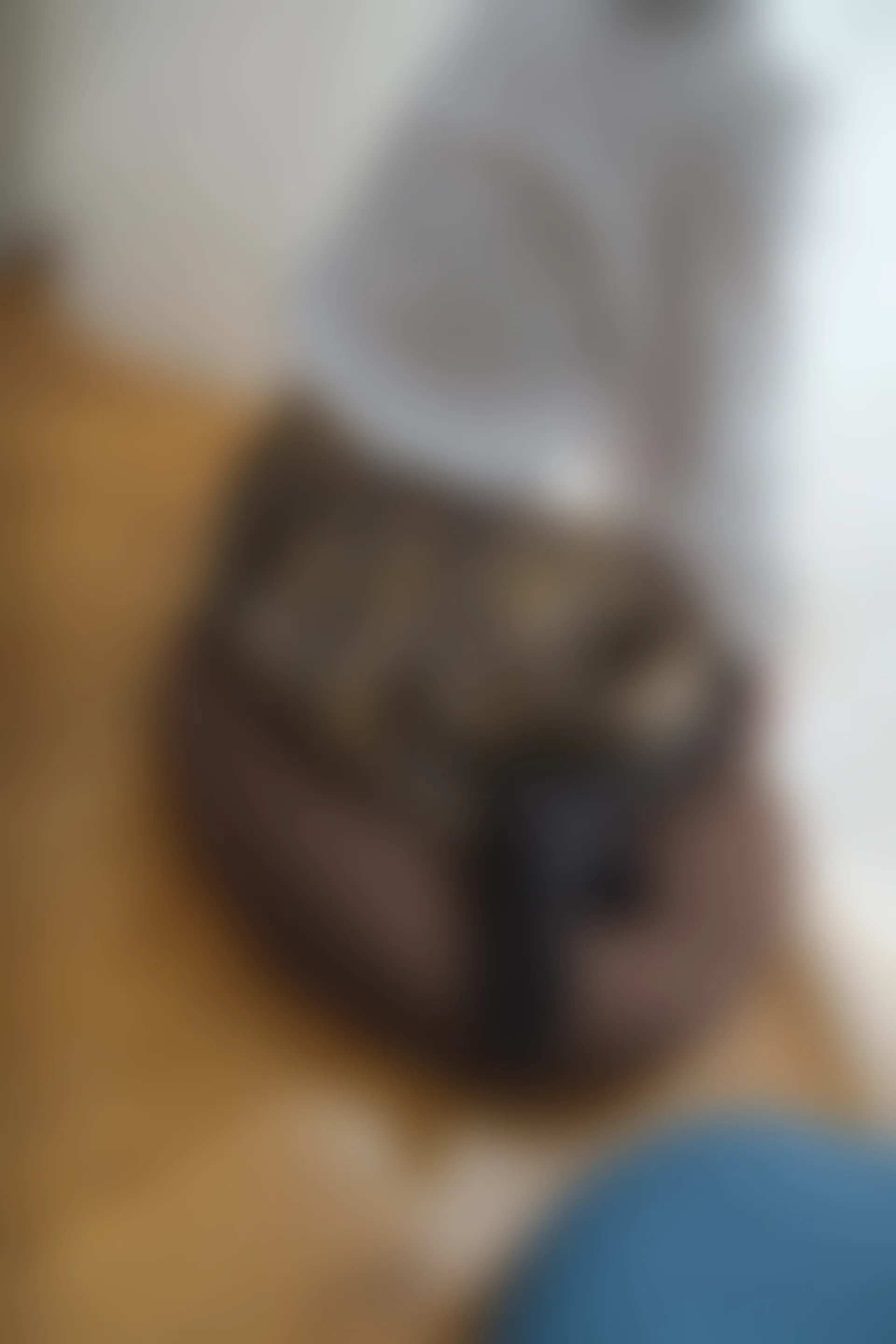 喵写真 R15-005 [80P1V-969M]可爱, 喵写真, 学生装, 美腿, 黑丝