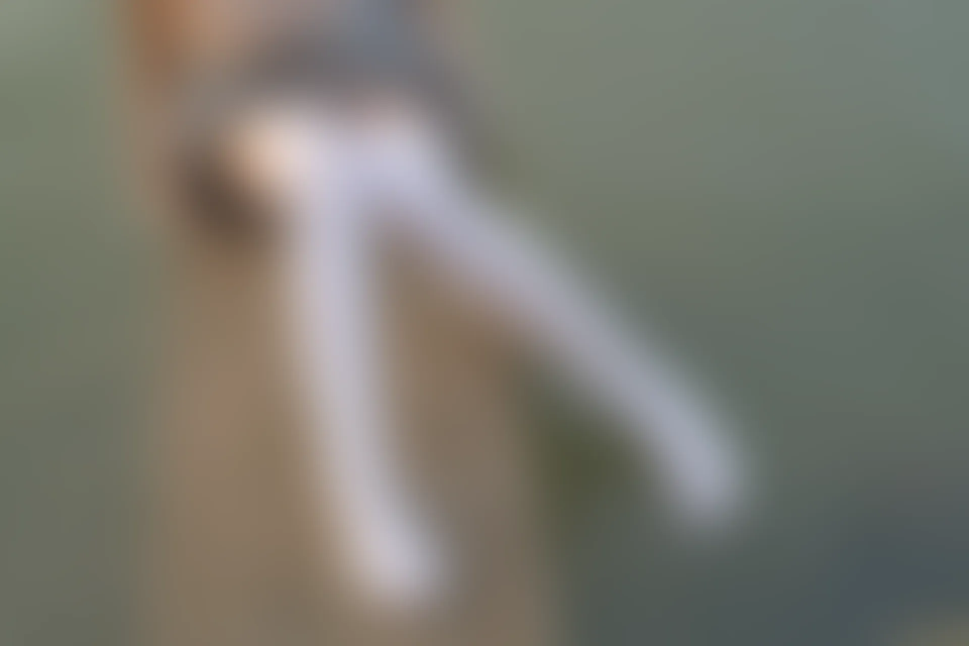 森萝财团 R15-032 [113P-914M]学生装, 森萝财团, 白丝, 美腿