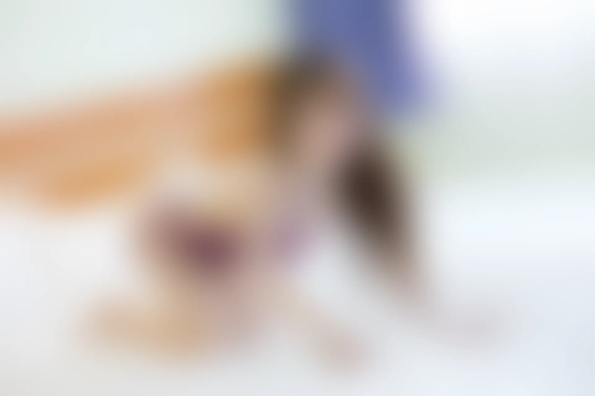 XiuRen秀人网 2015.11.24 No.423 妮婉Belinda