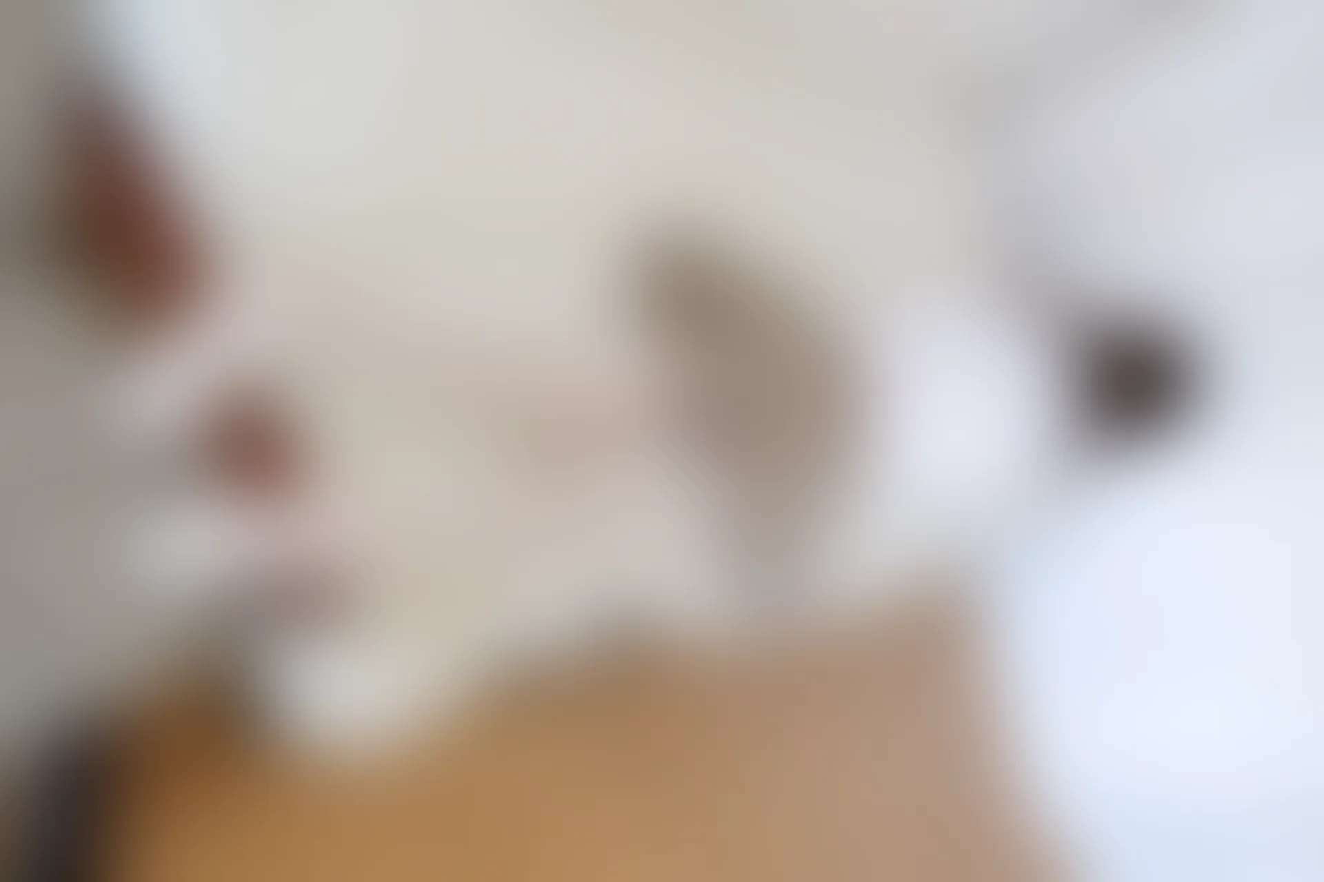 喵写真 VOL-022 [95P-479M] 标签：可爱, 喵写真, 学生装, 白丝, 美腿