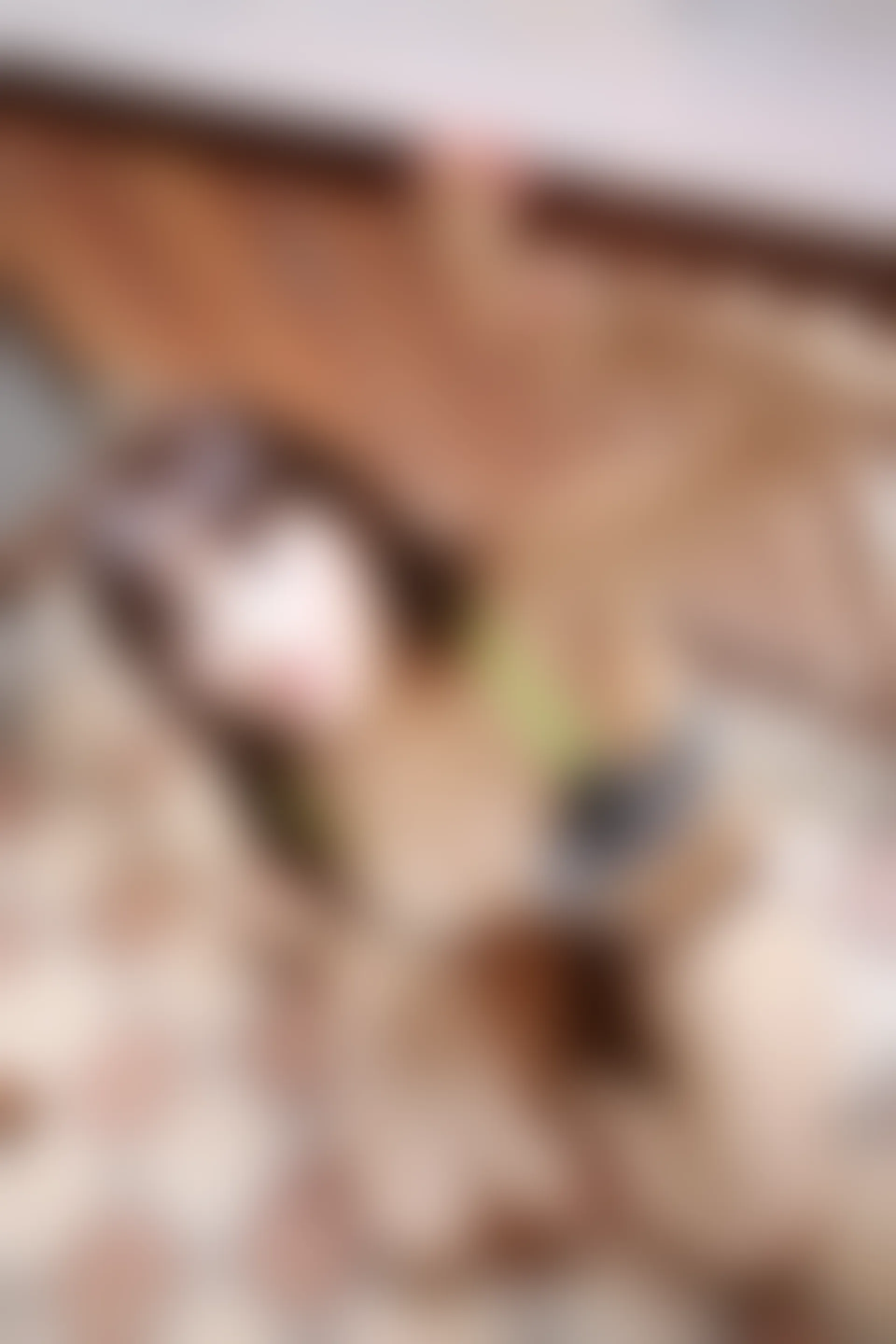 XiuRen秀人网 2015.12.25 No.447 Nic妮可可[50+1P119M]