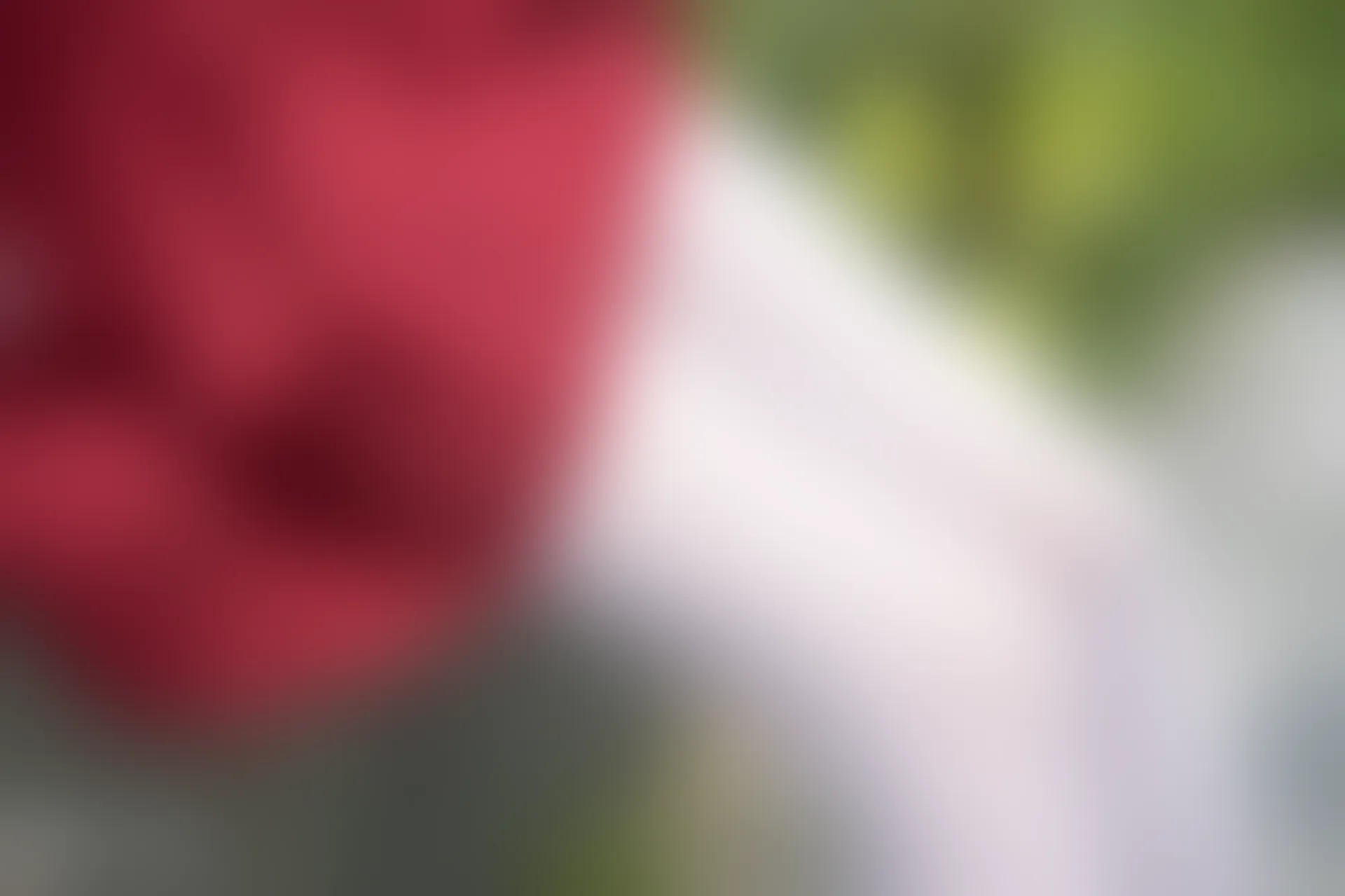 C10.004 萝莉的红裙 [40P-96MB]
