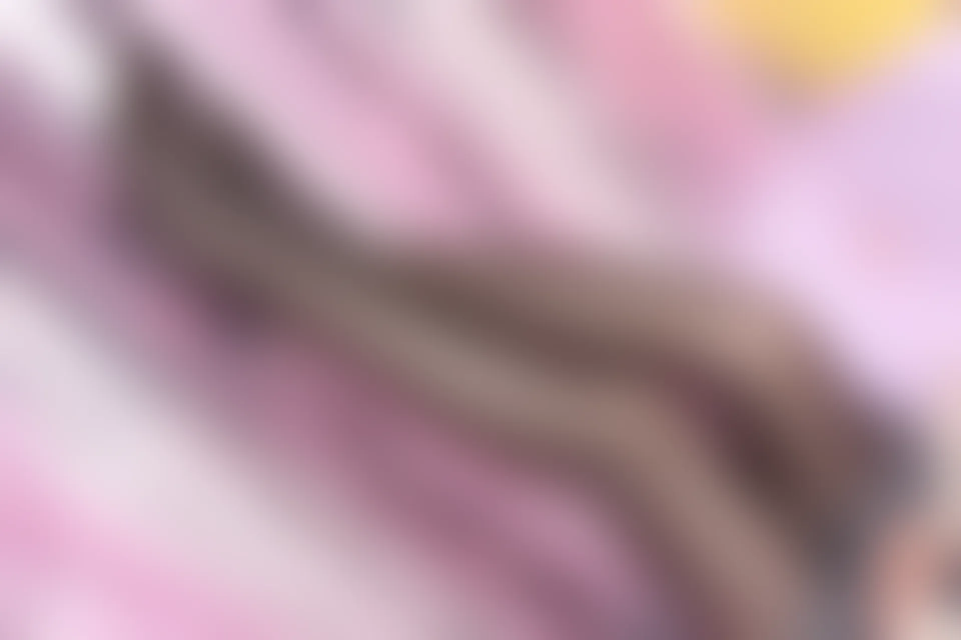 森萝财团 SSR-008 [75P-610M]Aika, 校服, 森萝财团, 黑丝