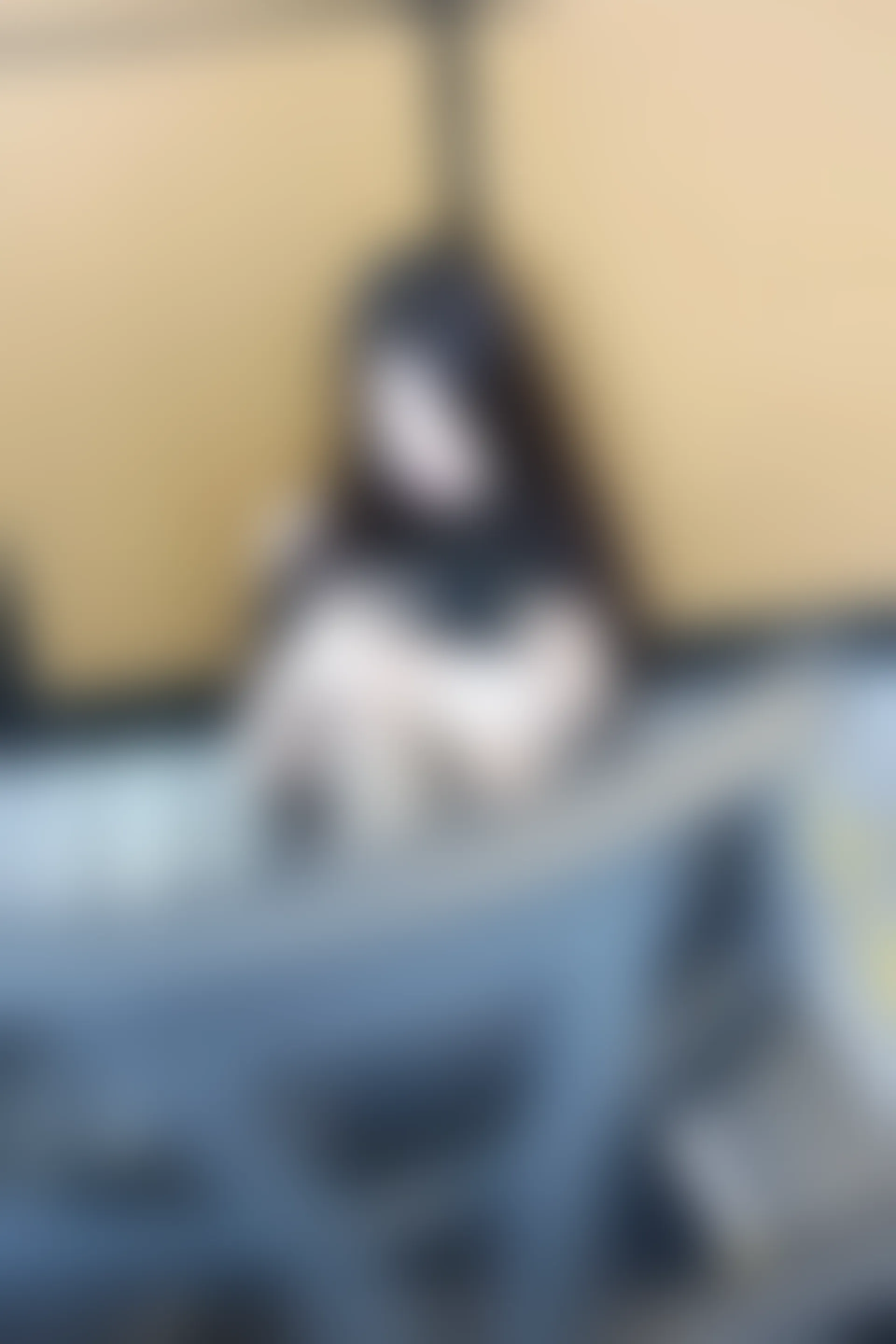 XIUREN秀人网 2023.06.19 NO.6937 玉兔miki [81+1P740M]