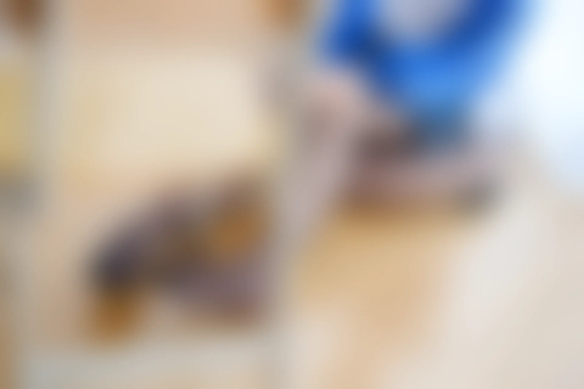 喵写真 R15-004 [108P1V-1.14G]喵写真, 学生装, 美腿, 黑丝