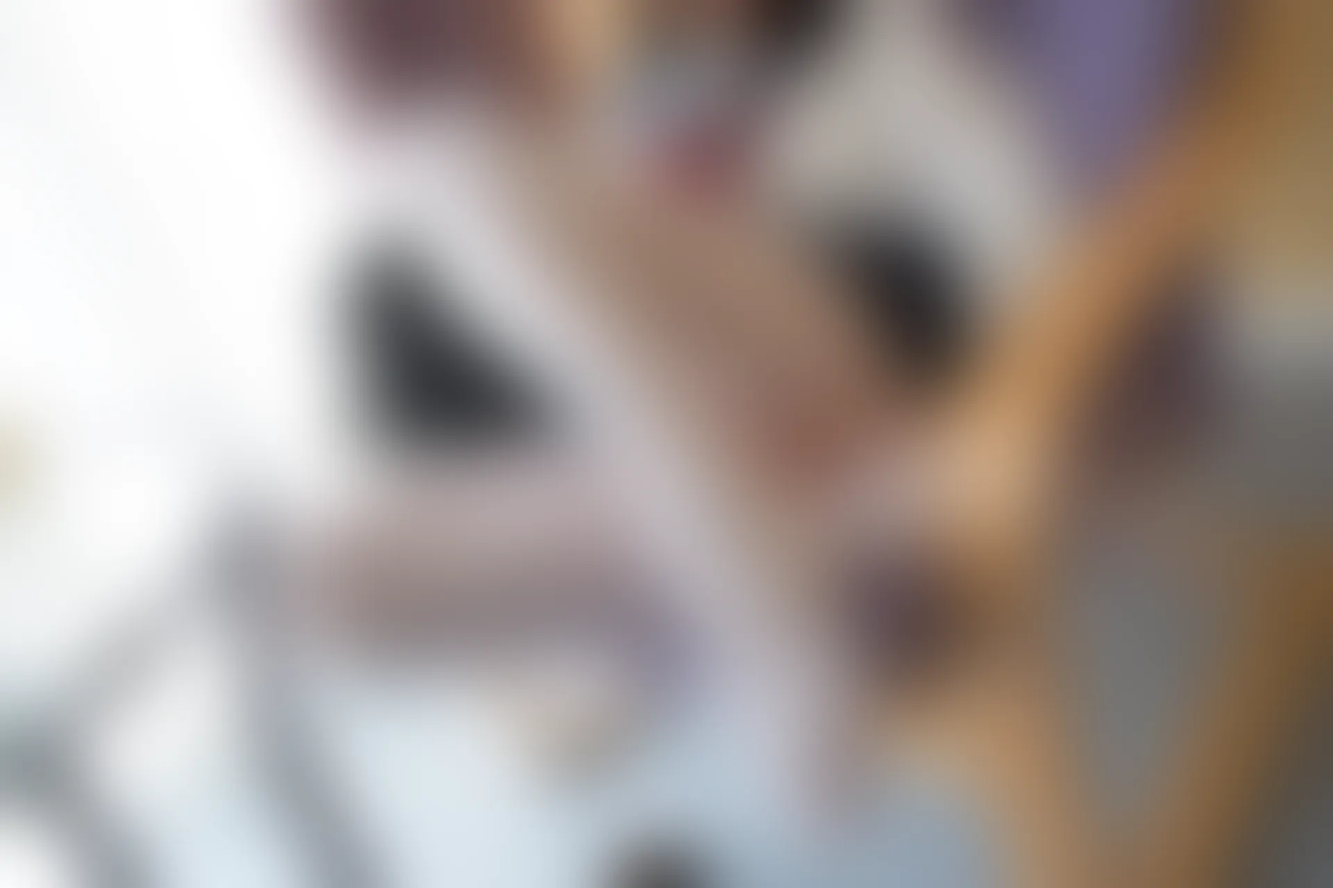 森萝财团 BETA-017 [83P-686M]学生证, 水手服, 白丝, 美腿