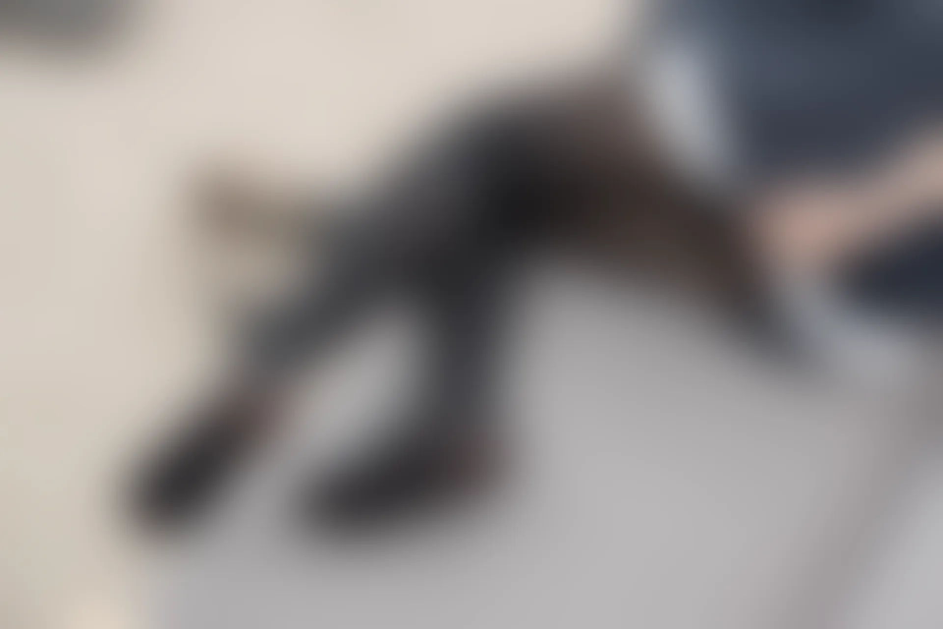 森萝财团 R15-001 [80P-446M]可爱, 女仆装, 森萝财团, 美腿, 黑丝