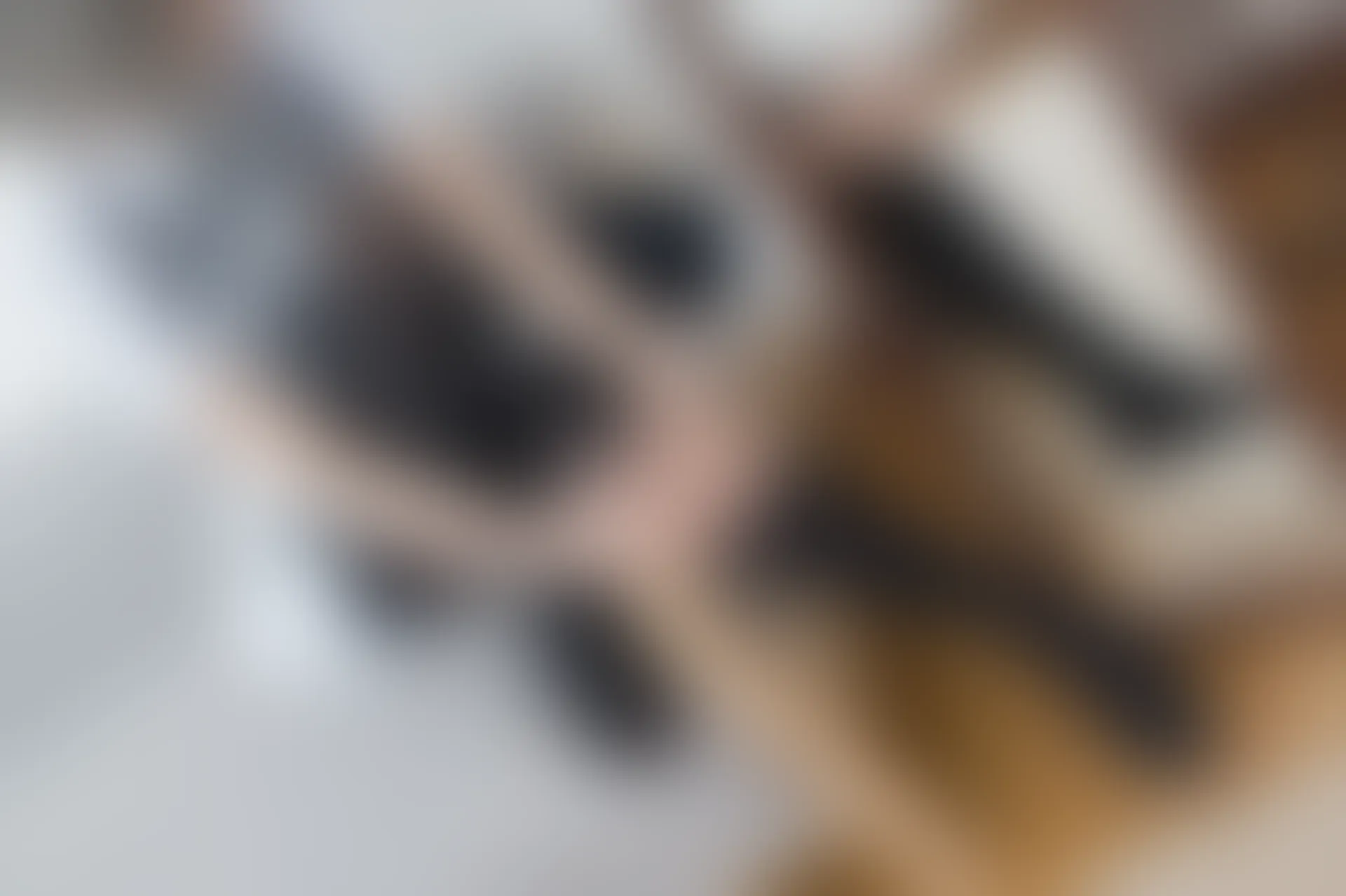 森萝财团 R15-001 [80P-446M]可爱, 女仆装, 森萝财团, 美腿, 黑丝