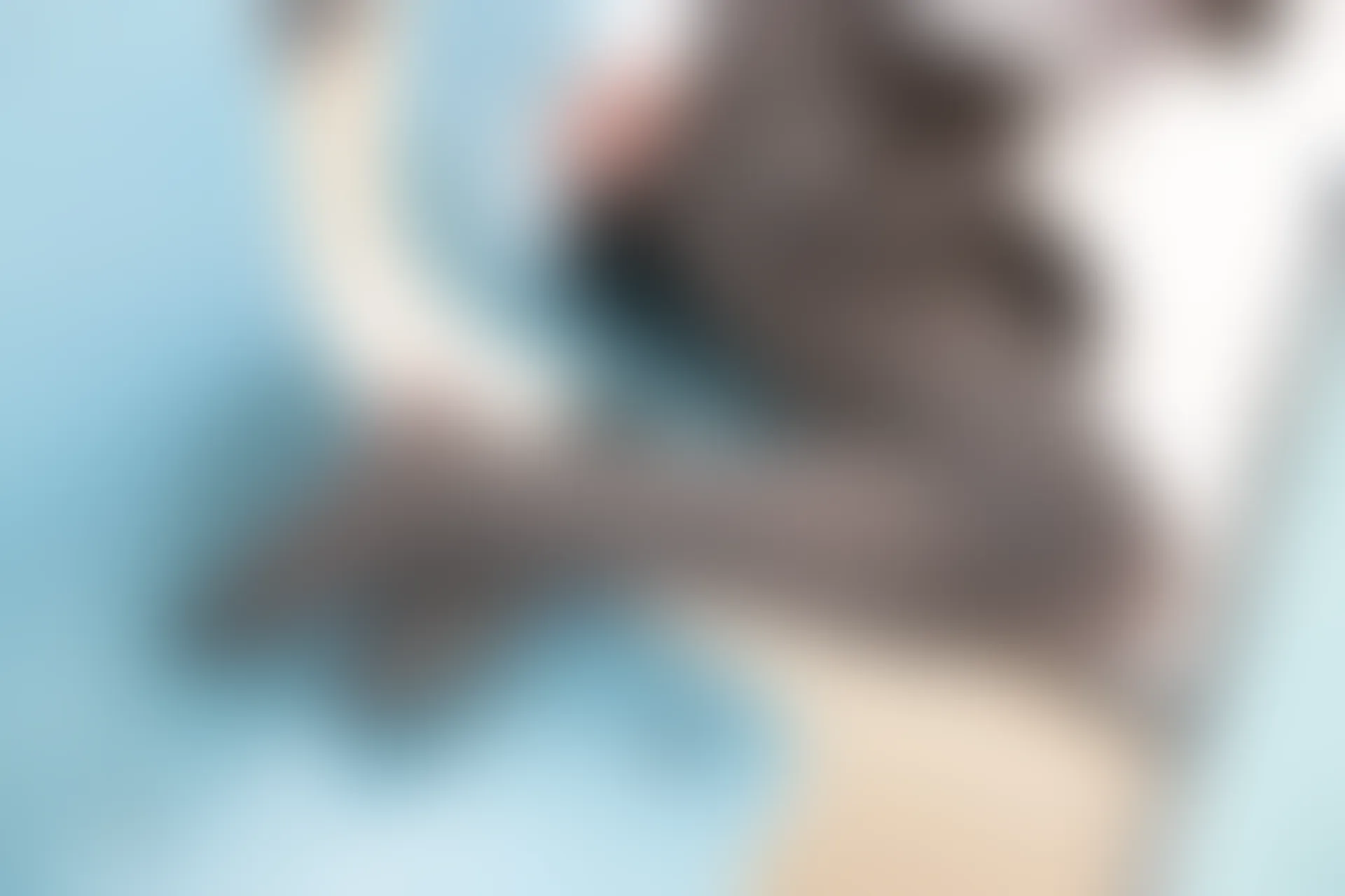 森萝财团 R15-042 [96P-549M]学生装, 森萝财团, 美腿, 黑丝