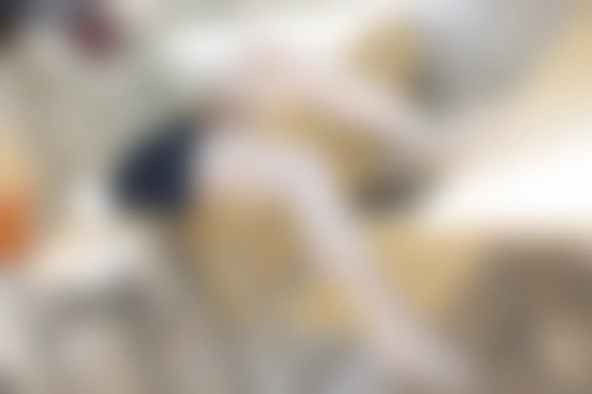 森萝财团 SSR-004 [98P-555M]校服, 森萝财团, 白丝